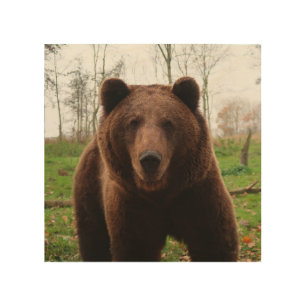 Grizzly bear photography wood wall art 12x12