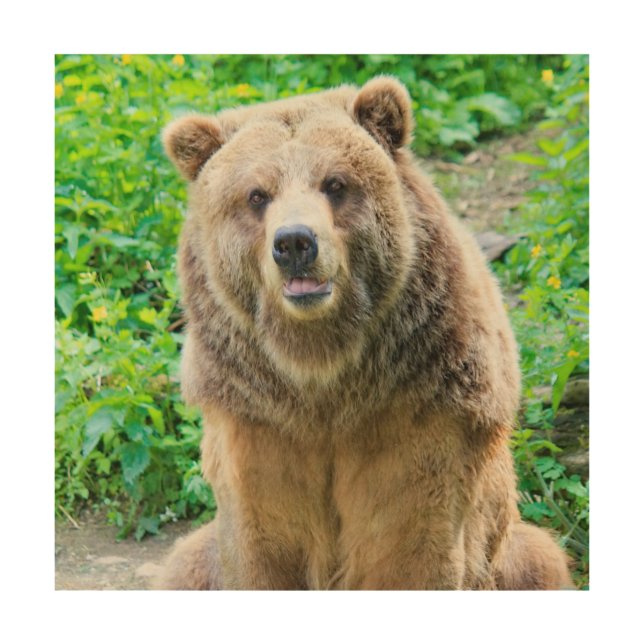 Grizzly bear photography wood wall art 12x12 (Front)