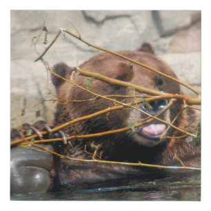 Grizzly Bear Playing in the Water Faux Canvas Print