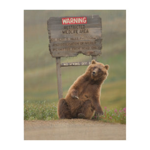Grizzly Bear Plays With Sign