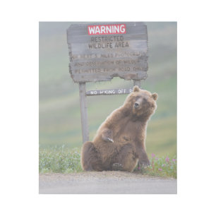 Grizzly Bear Plays With Sign