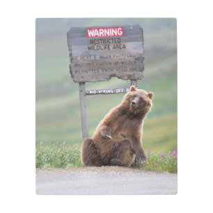 Grizzly Bear Plays With Sign