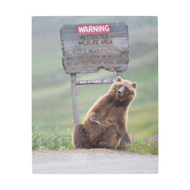 Grizzly Bear Plays With Sign (Front)