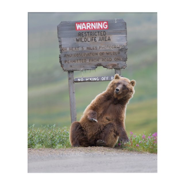 Grizzly Bear Plays With Sign Acrylic Print (Front)
