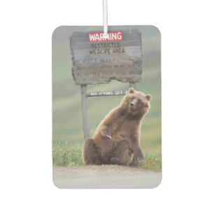 Grizzly Bear Plays With Sign Air Freshener