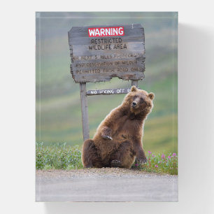 Grizzly Bear Plays With Sign Paperweight