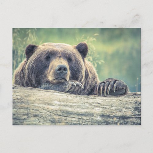 Grizzly bear postcard