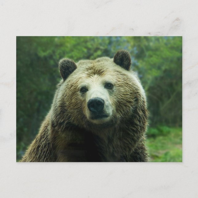 Grizzly bear postcard (Front)