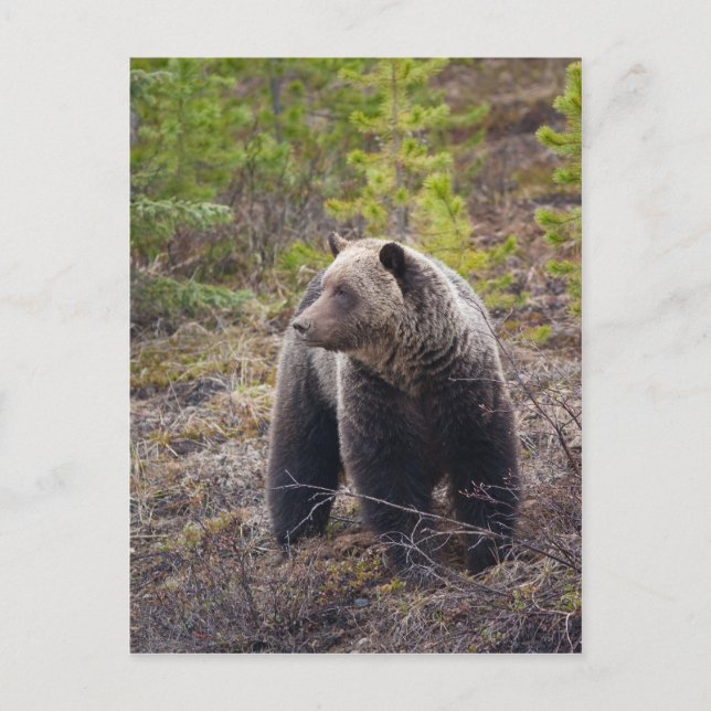 Grizzly Bear Postcard (Front)