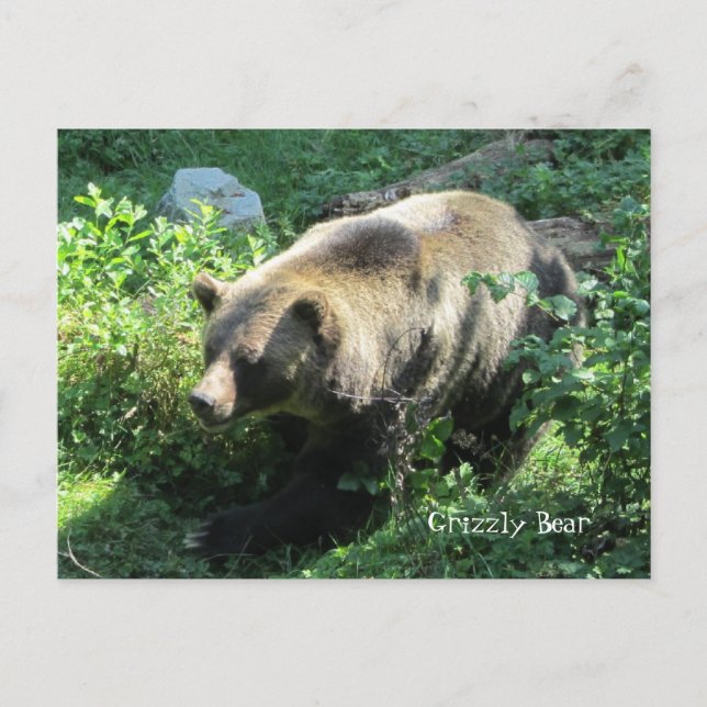 Grizzly Bear Postcard (Front)