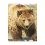 Grizzly Bear Postcard