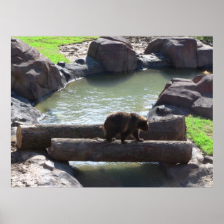 Grizzly Bear Poster