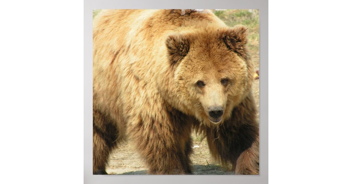 Grizzly Bear Print | Zazzle