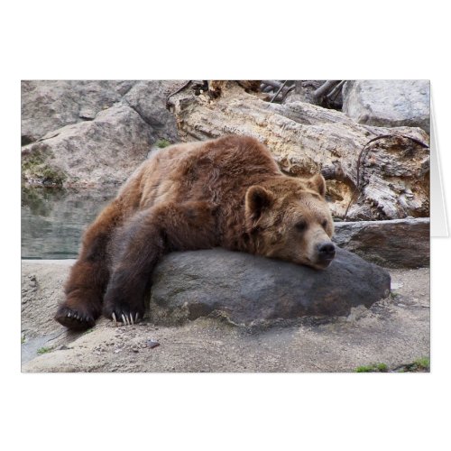 Grizzly Bear Resting On Rock