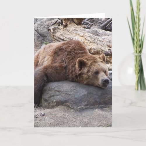 Grizzly Bear Resting On Rock Card