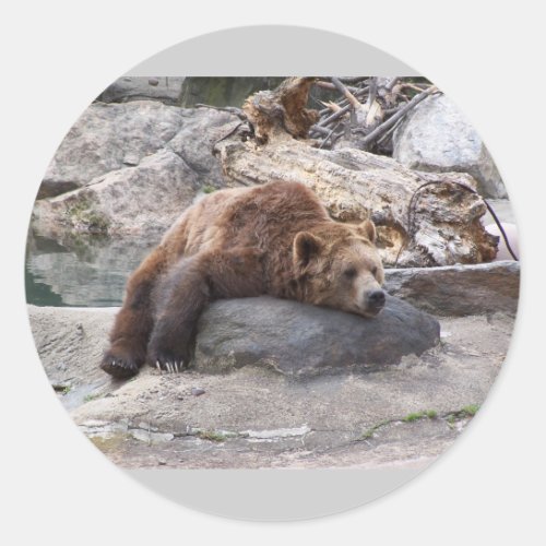 Grizzly Bear Resting On Rock Classic Round Sticker