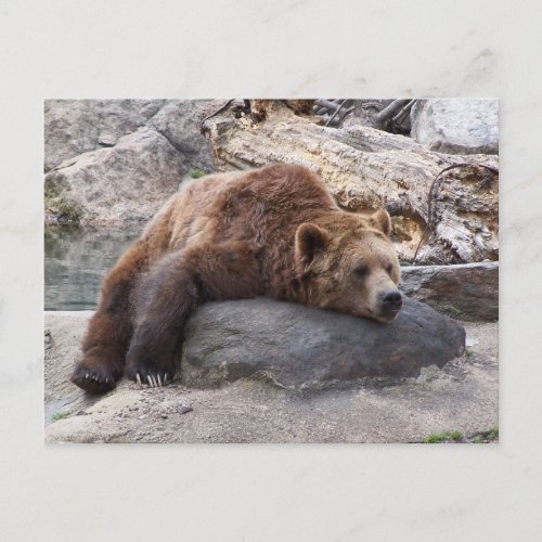 Grizzly Bear Resting On Rock Postcard