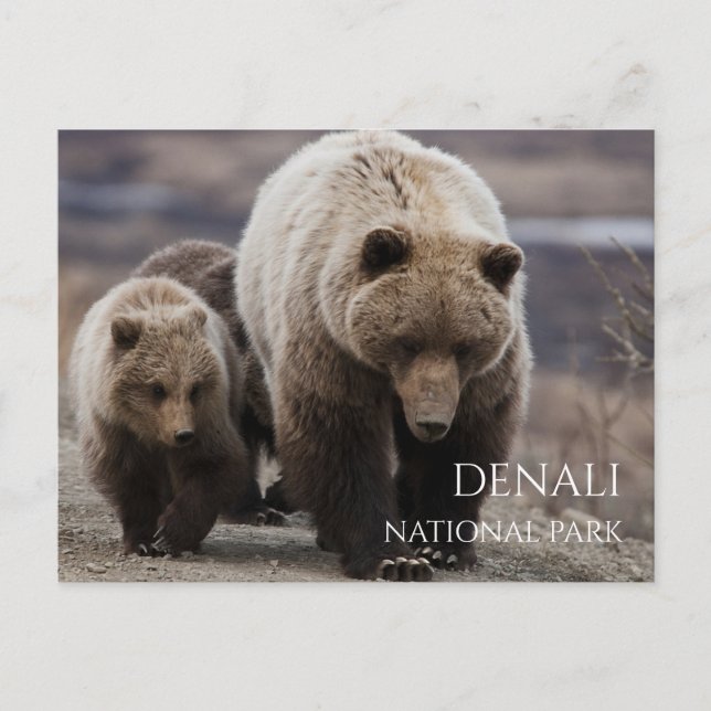 Grizzly Bear Sow, Cubs, Denali National Park, AK Postcard (Front)
