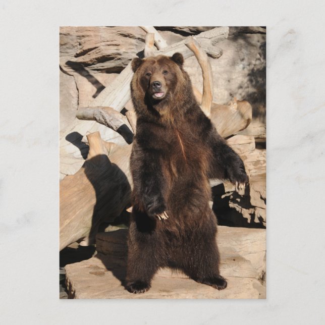 Grizzly Bear Sow Postcard (Front)