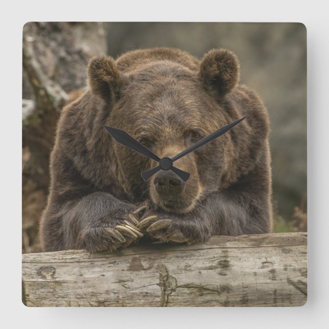 Grizzly Bear Square Wall Clock (Front)
