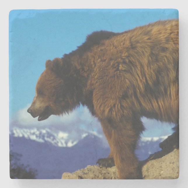 Grizzly Bear Stone Coaster (Front)