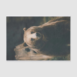 Grizzly Bear Tissue Paper