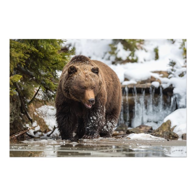 Grizzly Bear Walking Along River Photo Print (Front)