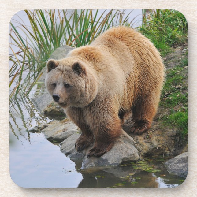 Grizzly Bear Wildlife Animal Photograph Beverage Coaster (Front)