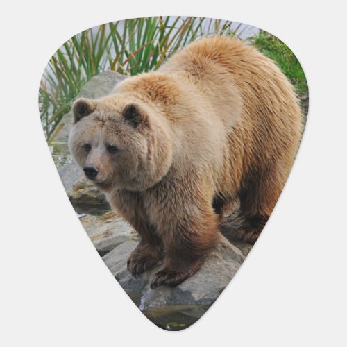Grizzly Bear Wildlife Animal Photograph Guitar Pick