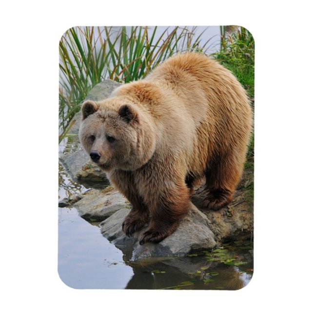 Grizzly Bear Wildlife Animal Photograph Magnet (Vertical)