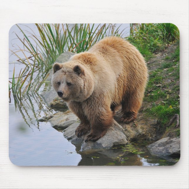 Grizzly Bear Wildlife Animal Photograph Mouse Pad (Front)