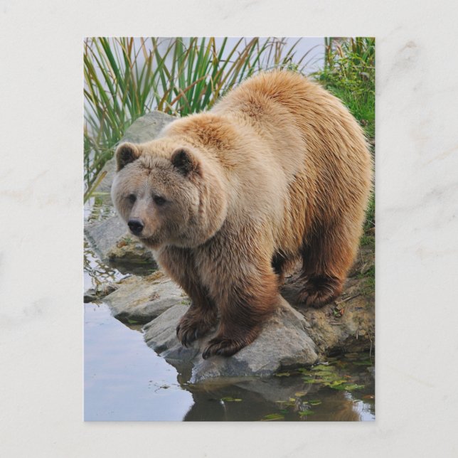 Grizzly Bear Wildlife Animal Photograph Postcard (Front)