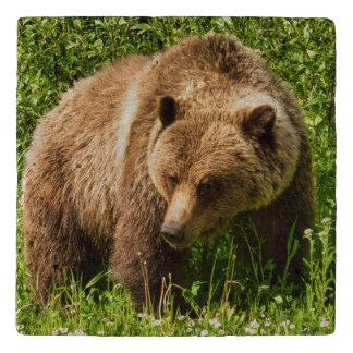 Grizzly Bear Wildlife Trivet