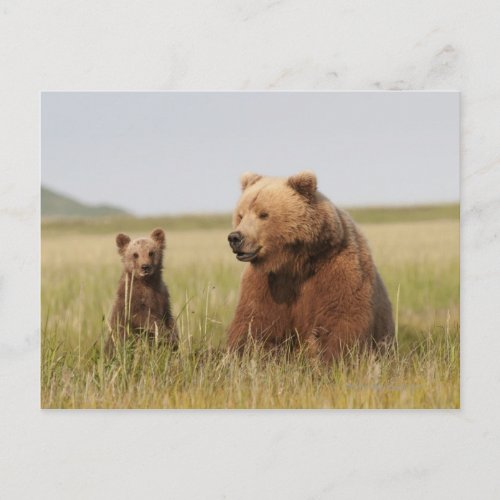 Grizzly Bear with Cub Postcard