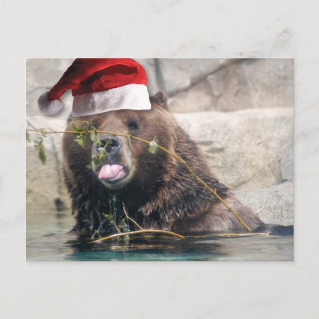 Grizzly Bear with Santa Hat Holiday Postcard (Front)
