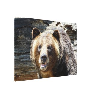 Grizzly Bear Wrapped Canvas Print