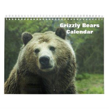 Grizzly Bears 2024 Calendar by sunbuds at Zazzle
