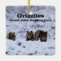 Grizzly Bears in Snow Grand Teton National Park