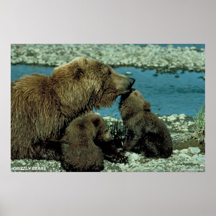 Grizzly Bears Posters