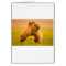 Grizzly Bears Wrestling