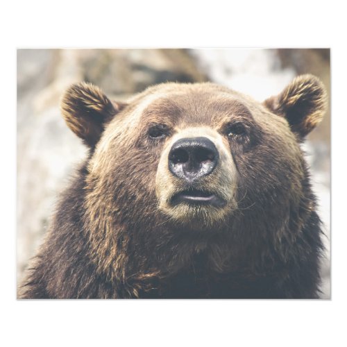 Grizzly brown bear photo print