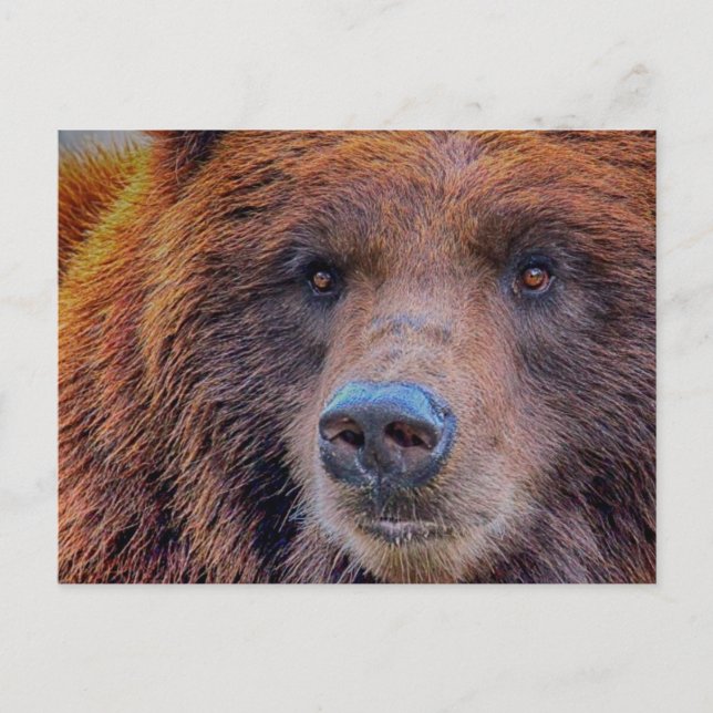 Grizzly Brown Bear Wildlife Photo Postcard (Front)