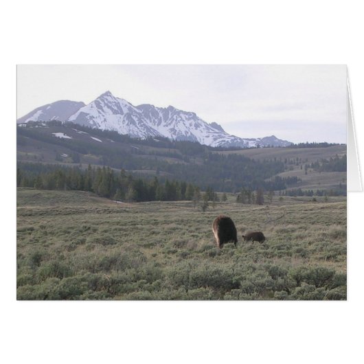 Grizzly Butts Cards (Front Horizontal)