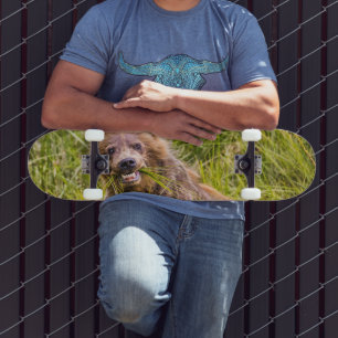 Grizzly cub grazing, Alaska Skateboard