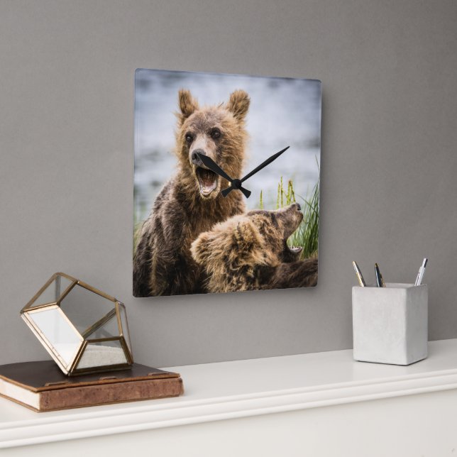 Grizzly Cubs Looking For Their Mum Square Wall Clock (Office)