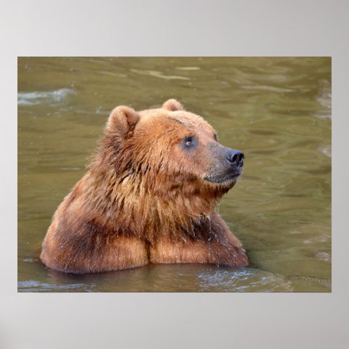 Grizzly in the water poster
