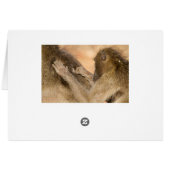 Grooming baboons cards (Back Horizontal)