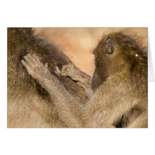 Grooming baboons cards