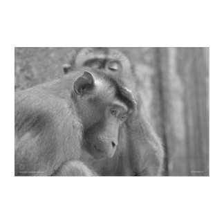 Grooming Sunda Pig-tailed Macaques - Acrylic Print
