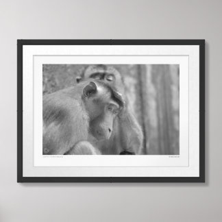 Grooming Sunda Pig-tailed Macaques - Framed Art